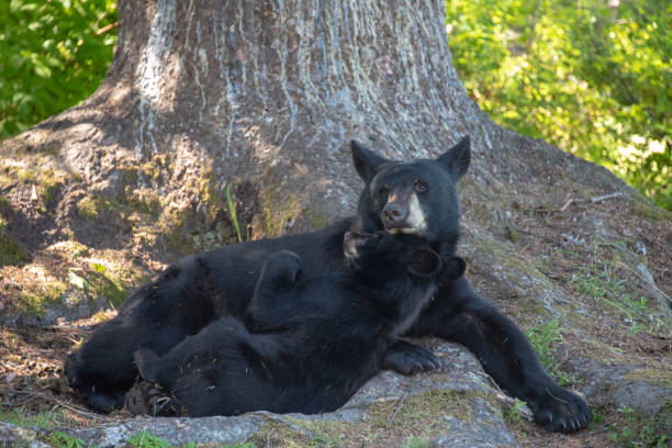 istock Alaskan Black bear and her cub 1072311406