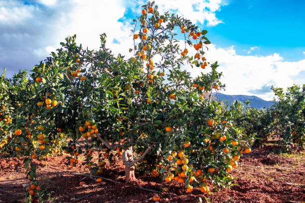 istock beautiful Orange trees ready to be picked up by farmers 1072312100
