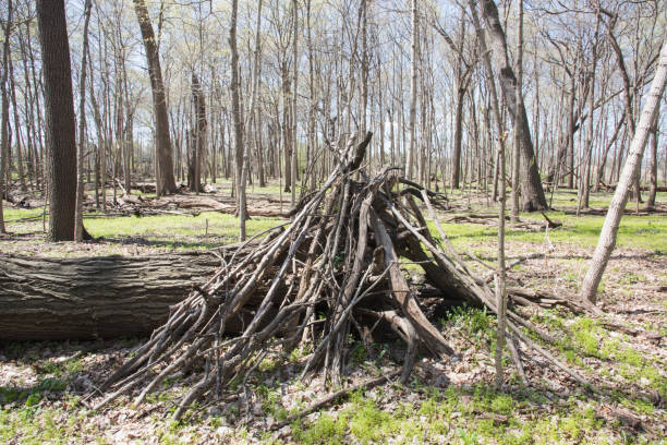 stick teepee - dupage county scenics tree trunk fallen tree foto e immagini stock