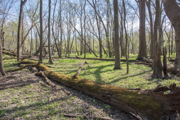 albero caduto muschiato - dupage county scenics tree trunk fallen tree foto e immagini stock