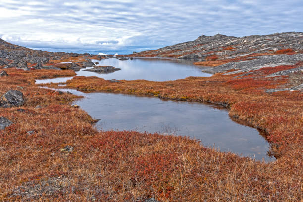 Tundra Ponds in the High Arctic
