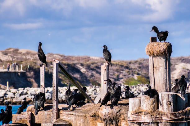 Cormorants sitting on a wooden platform