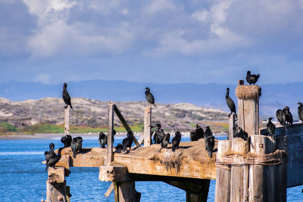istock Cormorants sitting on a wooden platform 1072315866
