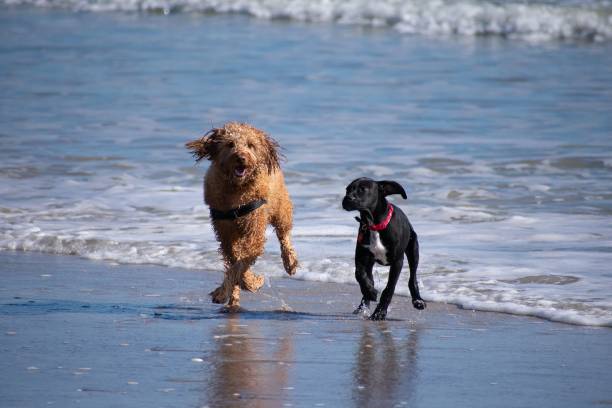 istock Buddies at the Beach 1072321198