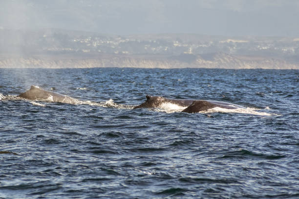 istock A group of humpback whales 1072321252