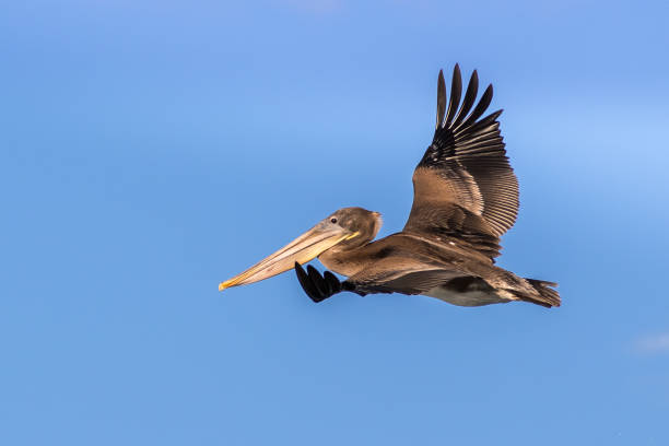 istock Brown pelican flying 1072321274