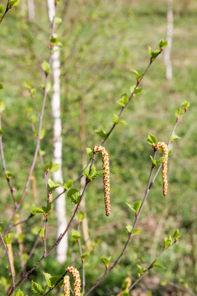 Birch tree in bloom in spring.