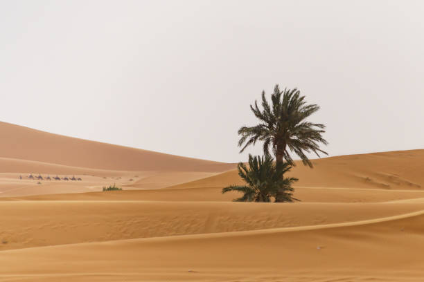 モロッコの砂漠の砂丘のオアシス - landscape desert wave pattern erg chebbi dunes ストックフォトと画像