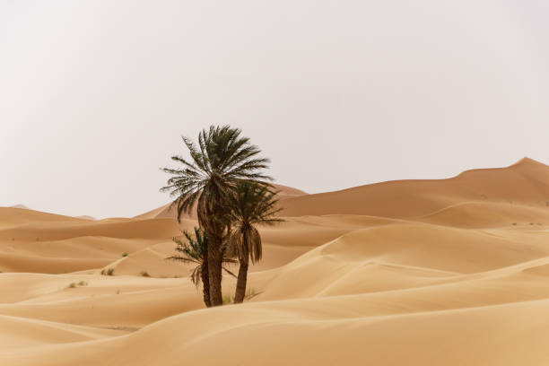 istock Oasis at the moroccan desert dunes 1072323418
