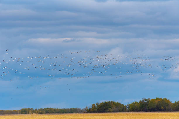 istock Flock of Snow Geese 1072323590