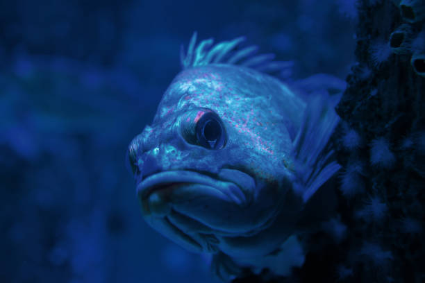 istock What Are You Looking At? 1072325178