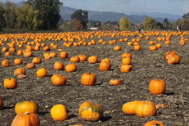 istock Vast Field Of Pumpkins 1072329404