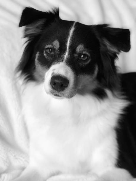 istock Australian shepherd pup portrait 1072329850