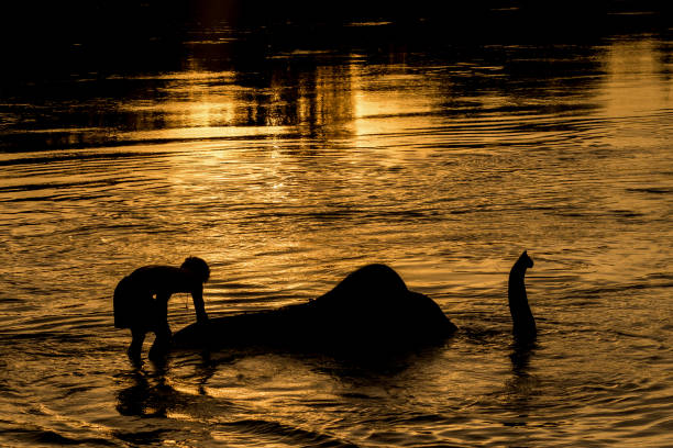 Close-up of an asian elephant with a tusk, mouth and part of the trunk showing. The animal is in the process of drinking with water splashing.