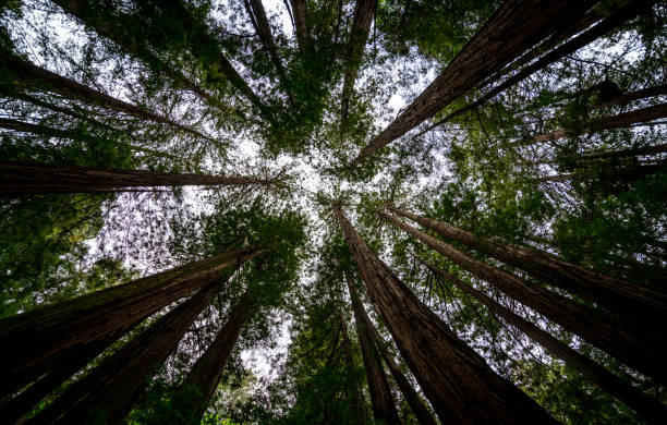 istock Redwood forest looking up straight up into rising tree trunks 1072338340