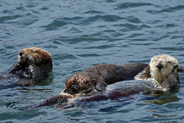 Sea otters stock photo