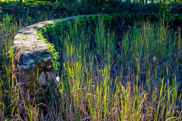 An old semi-circular dilapidated wall of stone in a grassy and reedy garden lit by the rays of the summer sun