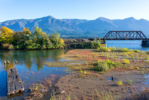 Autumn landscape with an old abandoned rotten wooden pier in the bay of the Columbia River with yellow autumn trees on the shore and railway bridge over the canal in Columbia River Gorge area