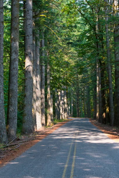 istock Road in old green forest with tall trees 1072345274