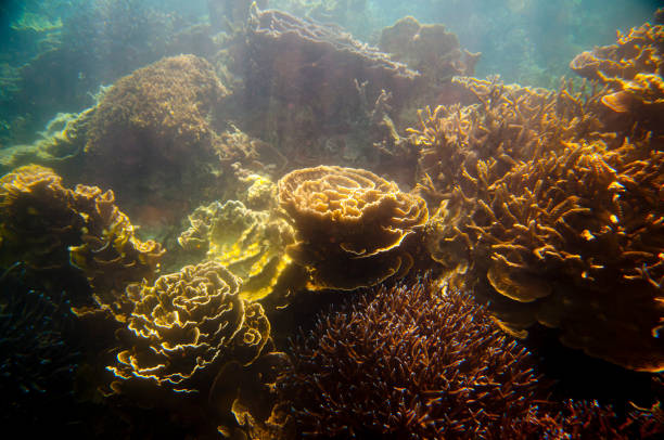 Ningaloo Reef Ningaloo Reef - Coral Bay - Western Australia cape range national park photos stock pictures, royalty-free photos & images