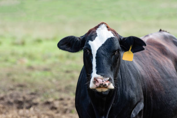 istock Close up of Angus crossbred cow - horizontal 1072347100