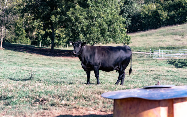 istock Fat Angus cow with mineral feeder 1072347346