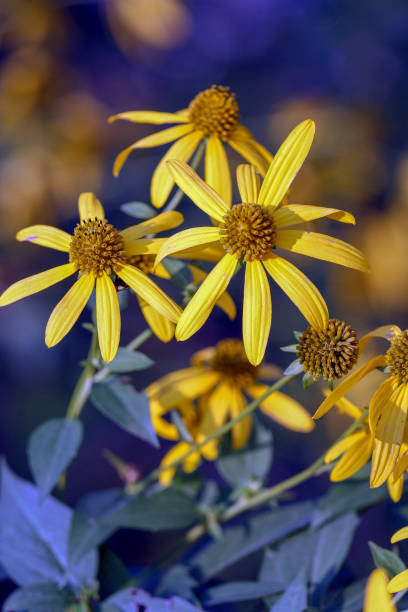 Yellow Wildflowers Daisy yellow daisy wildflowers lindsay stock pictures, royalty-free photos & images
