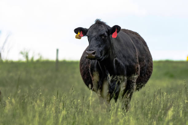 pregnant black angus cow in fescue field - fescue imagens e fotografias de stock