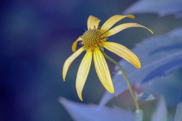 Yellow Wildflowers Daisy yellow daisy wildflowers lindsay stock pictures, royalty-free photos & images