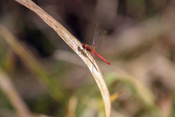 Red Dragonfly red dragonfly on a leaf lindsay stock pictures, royalty-free photos & images