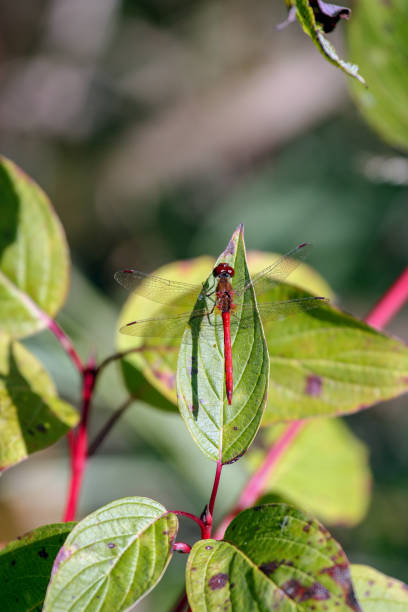 Red Dragonfly red dragonfly on a leaf lindsay stock pictures, royalty-free photos & images