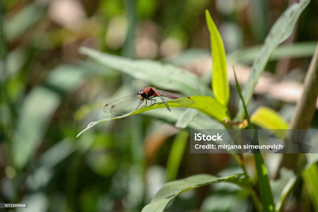 Red Dragonfly red dragonfly on a leaf Animal Stock Photo