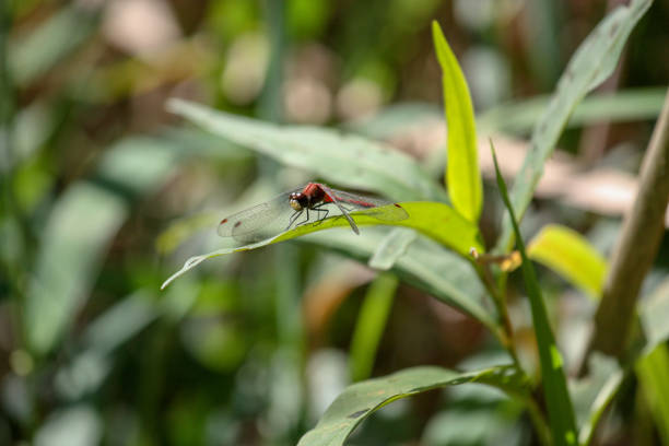 Red Dragonfly red dragonfly on a leaf lindsay stock pictures, royalty-free photos & images