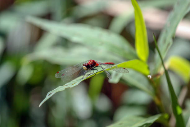 Red Dragonfly red dragonfly on a leaf lindsay stock pictures, royalty-free photos & images