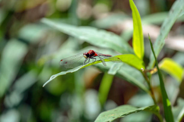 Red Dragonfly red dragonfly on a leaf lindsay stock pictures, royalty-free photos & images