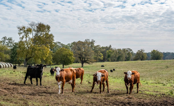 방목 지에서 혼합된 품종 무리 - field hereford cattle domestic cattle usa 뉴스 사진 이미지