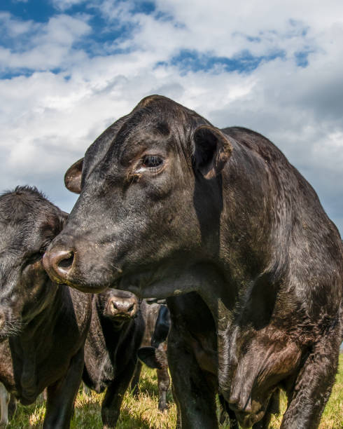 istock HDR portrait of a black Angus bull 1072349352