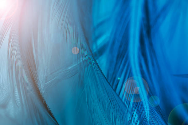 istock Closeup dark blue azure feather pattern texture background with orange ligh flaret 1072351914
