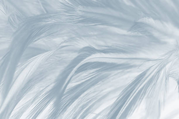 istock Beautiful white gray colors tone feather texture background 1072351930