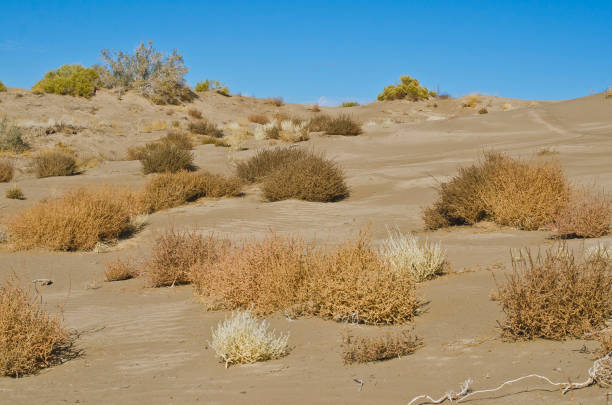 A view of the wide open dry orange and yellow sage brush on the sand dunes in the desert.