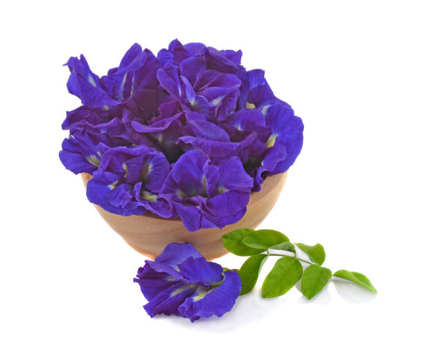 istock Clitoria ternatea or aparajita flower isolated on white background 1072355928