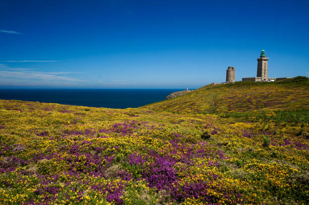 Cap Fréhel in Brittany, France Flower-covered Cap Fréhel and Lighthouse on Brittany's Emerald Coast, France frehal photos stock pictures, royalty-free photos & images