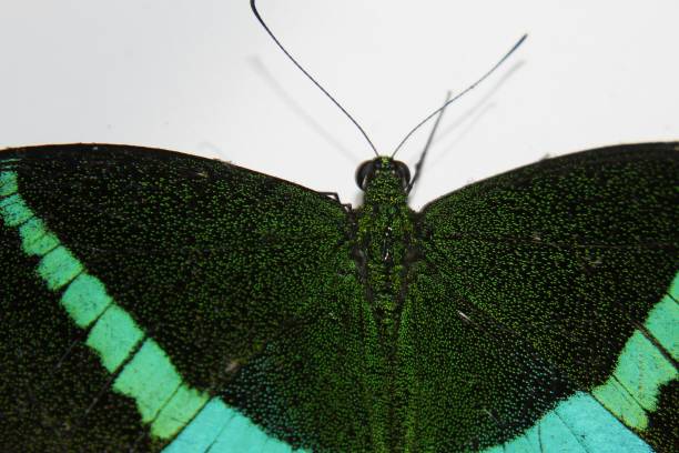 Macro shot, Emerald Peacock Swallowtail butterfly (Papilio palinurus, male).Broad bright emerald green metallic bands. white and blue spots along the edges of hindwings, extended tails at the end. macro disparo, la mariposa de swallowtail de pavo real de esmeralda (palinurus papilio, masculino). amplios luminoso esmeraldas verdes metálicos bandas. manchas de blancas y azules a lo largo de los bordes de las alas posteriores, cola extendida al final.