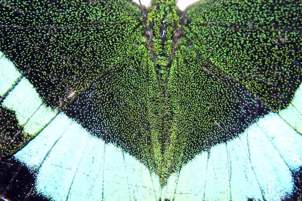 istock Macro shot, Emerald Peacock Swallowtail butterfly (Papilio palinurus, male).Broad bright emerald green metallic bands. white and blue spots along the edges of hindwings, extended tails at the end. 1072358148