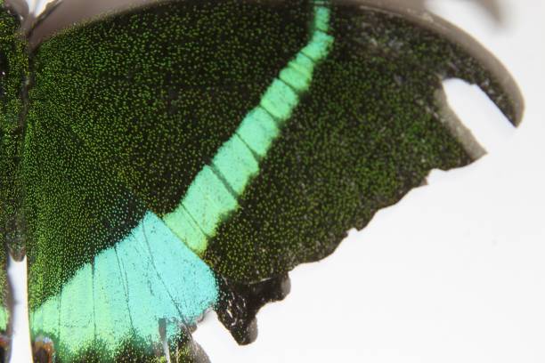 istock Macro shot, Emerald Peacock Swallowtail butterfly (Papilio palinurus, male).Broad bright emerald green metallic bands. white and blue spots along the edges of hindwings, extended tails at the end. 1072359582