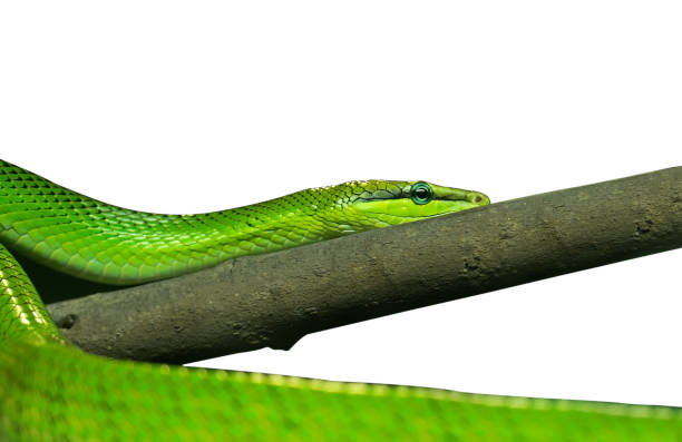 istock Red-Tailed Green Ratsnake Isolated on White Background with Clipping Path 1072360096