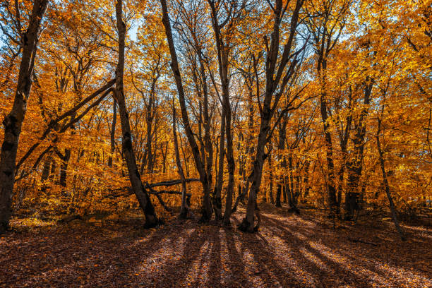 istock Colorful autumn forest landscape 1072360146