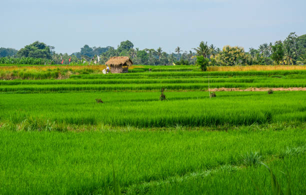 istock Rice field at summer day 1072360158