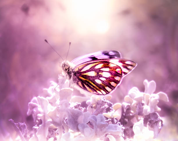 istock Colorful Butterfly Glowing in Sunlight 1072366238