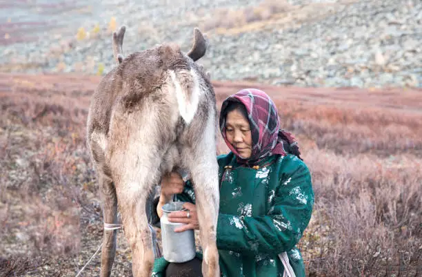 Tsaatan woman milking a reindeer in northern Mongolia where she lives nomadic lifestyle
